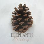 Cover: Elephantis - Rosette